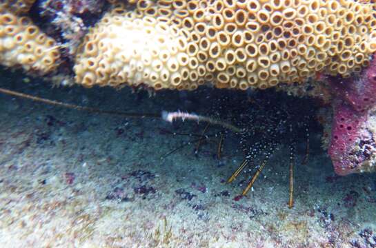 Image of Guinea Chick Lobster