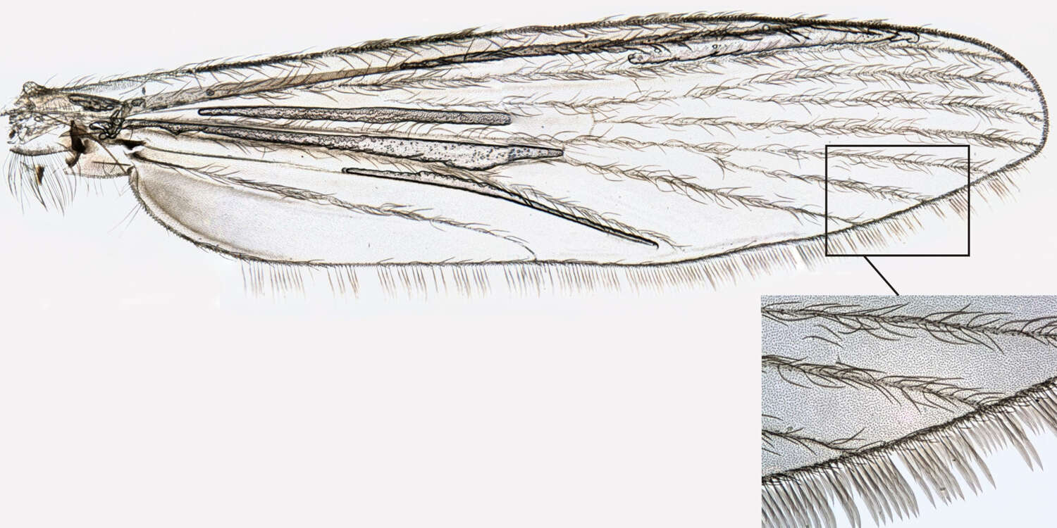 Image of Chaoborus flavicans (Meigen 1830)