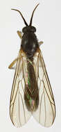 Image of Isoneuromyia semirufa (Meigen 1818)