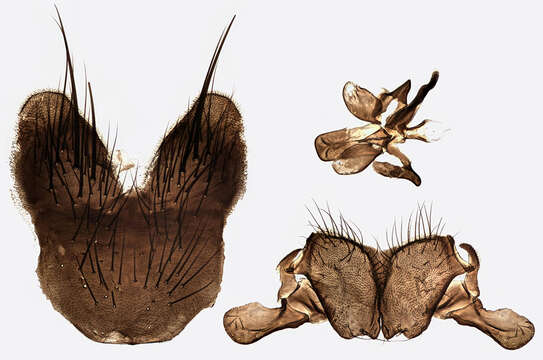 Image of Phaonia halterata (Stein 1898)