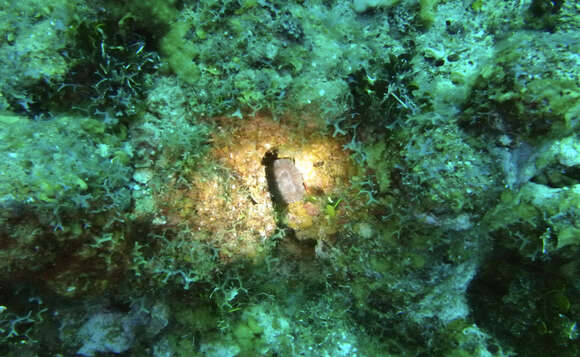 Image of Artichoke Coral