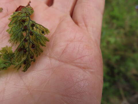 Image of Tunbridge filmy fern