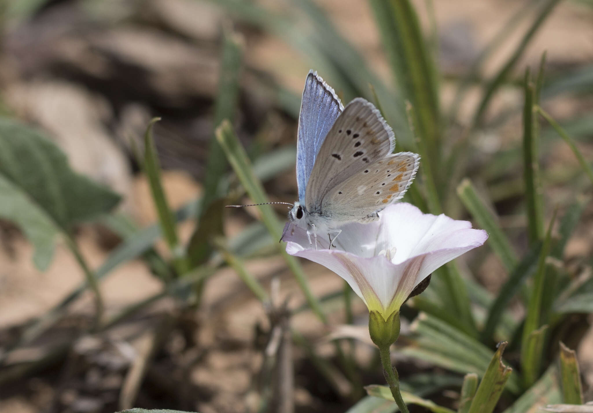 Image of Polyommatus dorylas