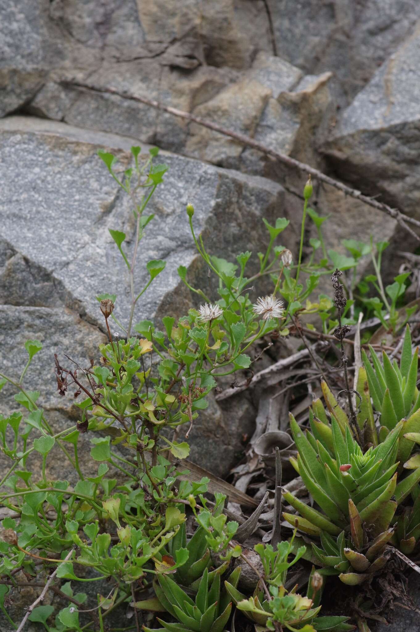 Image of wild cineraria