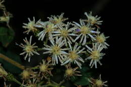 Image of Lowveld veronia