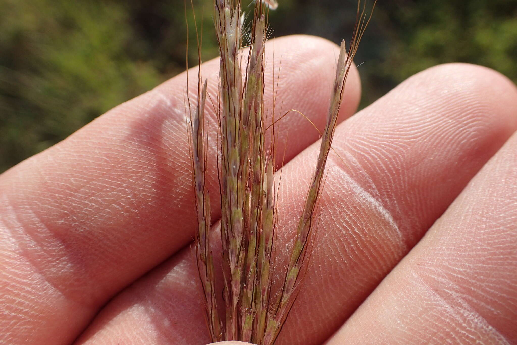 صورة Bothriochloa ischaemum (L.) Keng