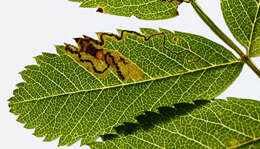 صورة Stigmella magdalenae (Klimesch 1950) Emmet 1979