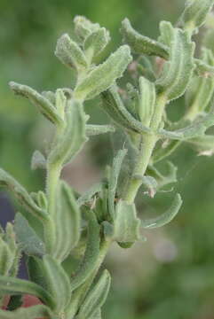 Image of Chaenostoma caeruleum (L. fil.) Kornhall