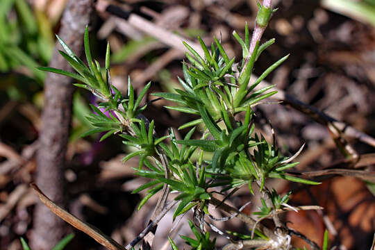 Image of trailing phlox