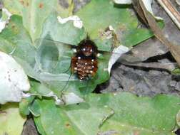 Image of Elegant Bee Fly
