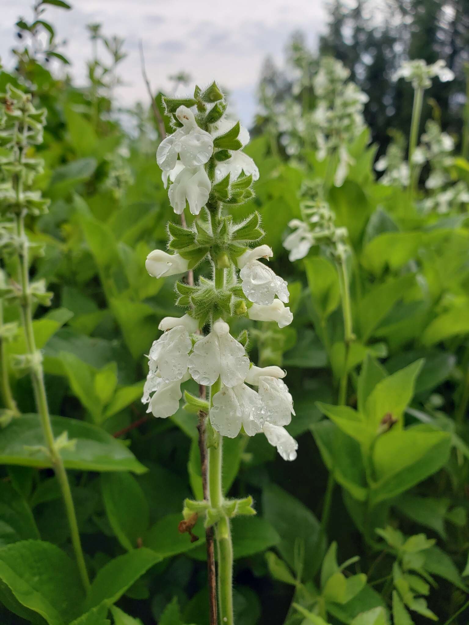 Imagem de Salvia assurgens Kunth