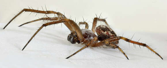 Image of Beautiful Orbweb Spider