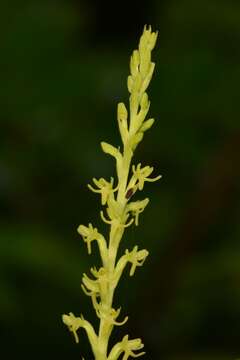 Image of Narrow-spurred Yellow-green Orchid