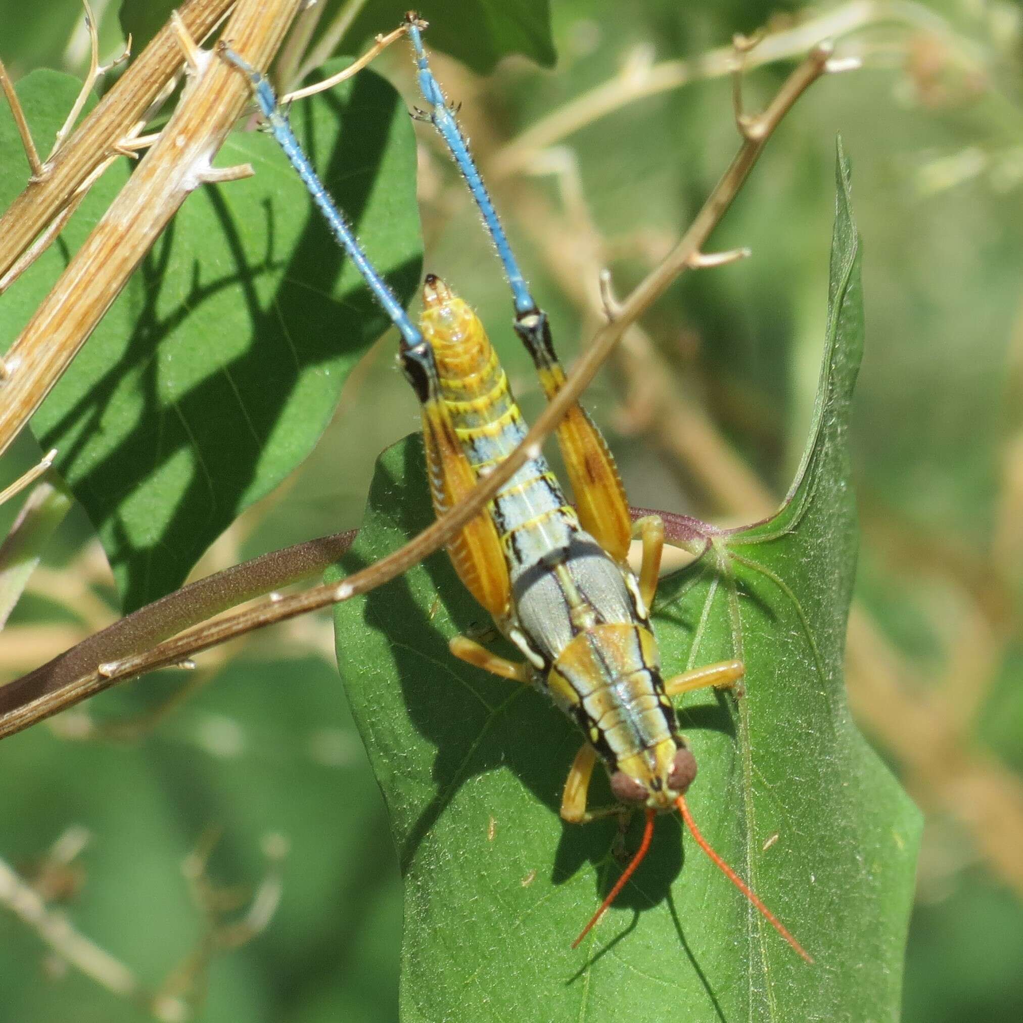 Image of Arid Lands Spur-Throat Grasshopper