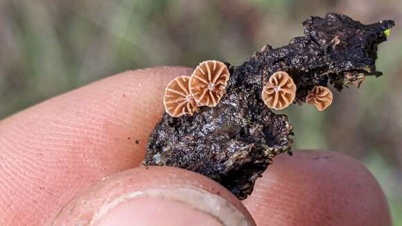 Image of Phaeomarasmius rimulincola (Rabenh.) Scherff. 1914