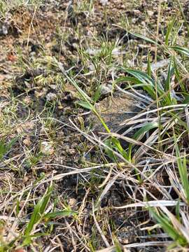 Imagem de Scirpus maximowiczii C. B. Clarke