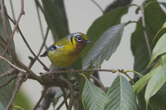 Image of Black-eared Shrike-Babbler