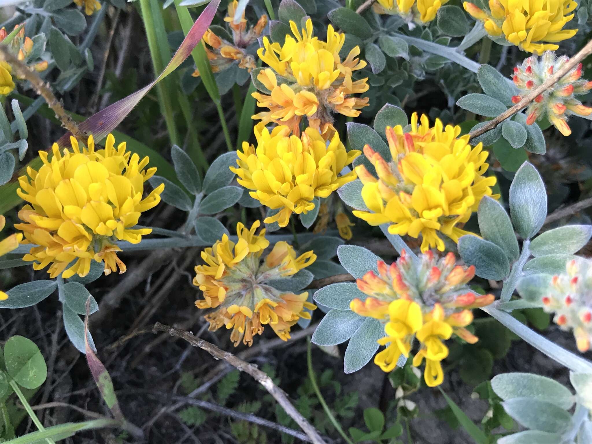 Image of <i>Acmispon argophyllus</i> var. <i>argenteus</i>