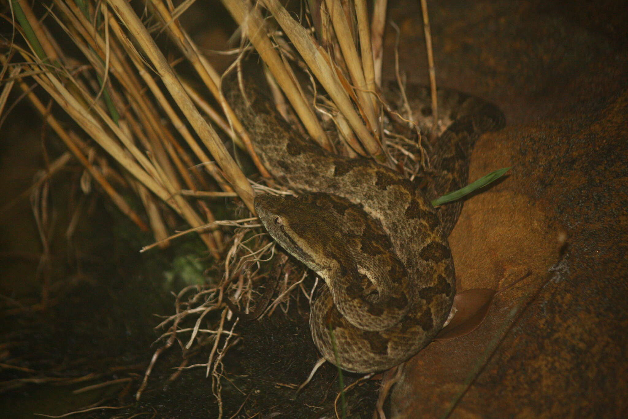 Image of Elegant pitviper