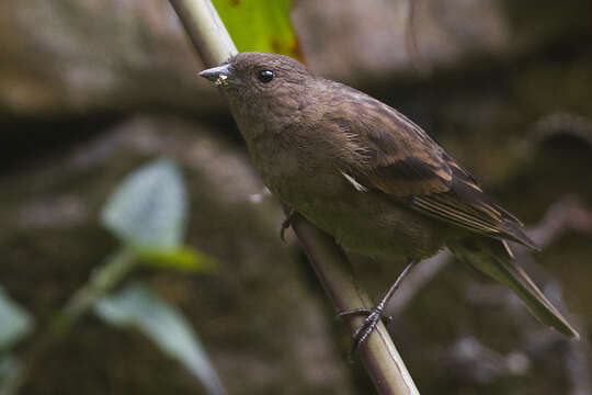 Image of Procarduelis Blyth 1843