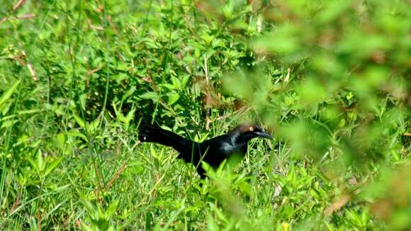 Image of Nicaraguan Grackle