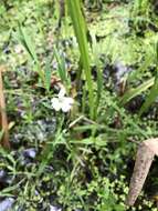 Image of marsh stitchwort