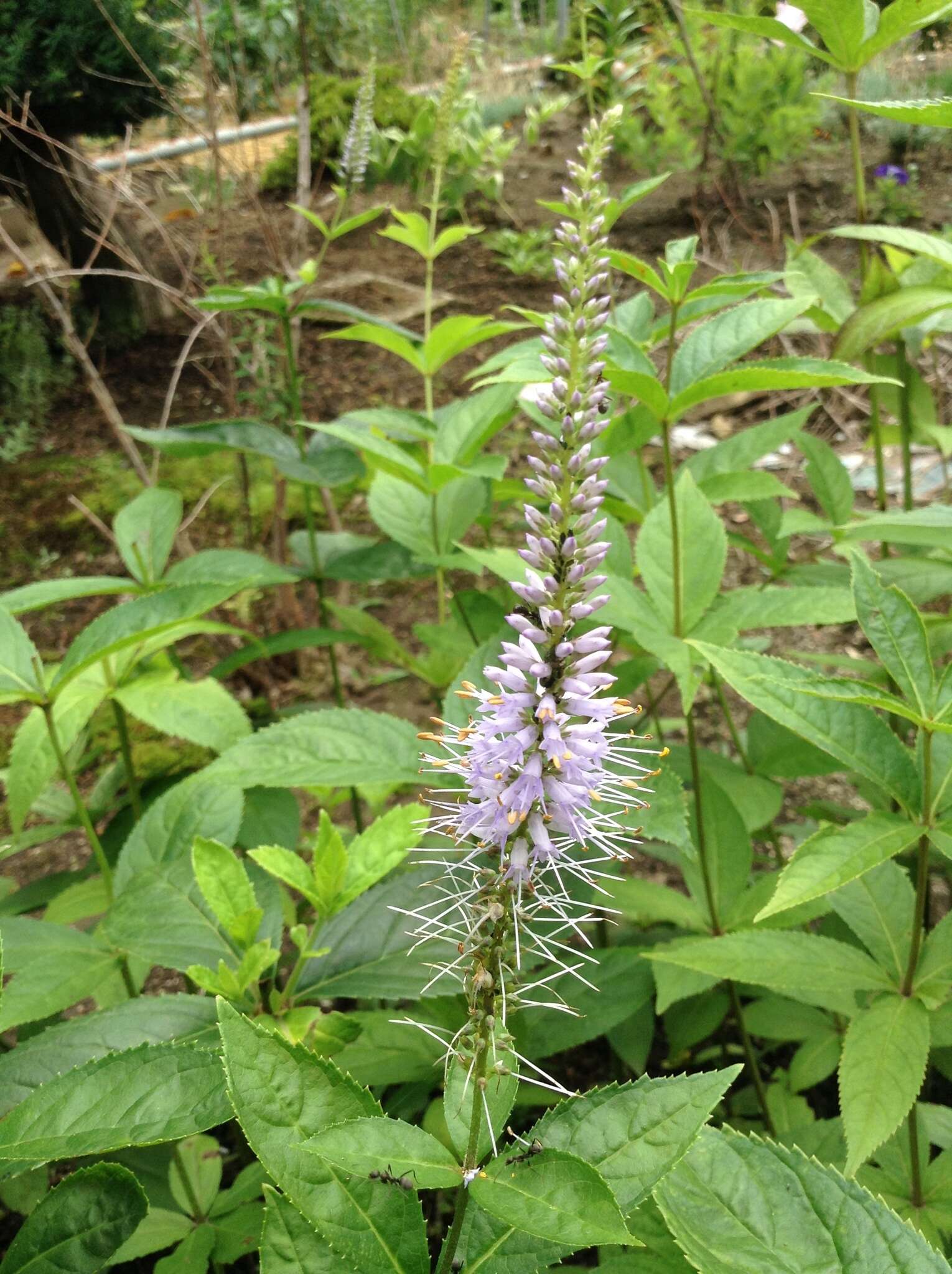 Image de Veronicastrum japonicum (Nakai) T. Yamazaki