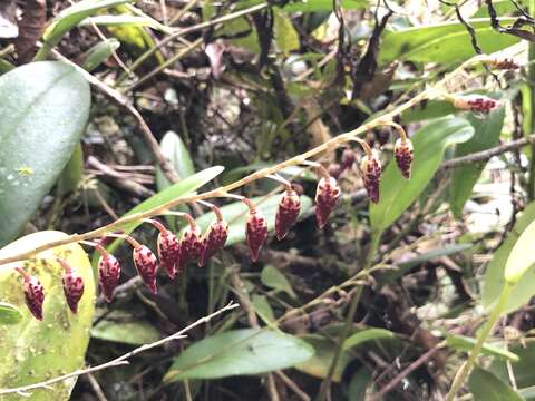 Image of Stelis restrepioides (Lindl.) Pridgeon & M. W. Chase