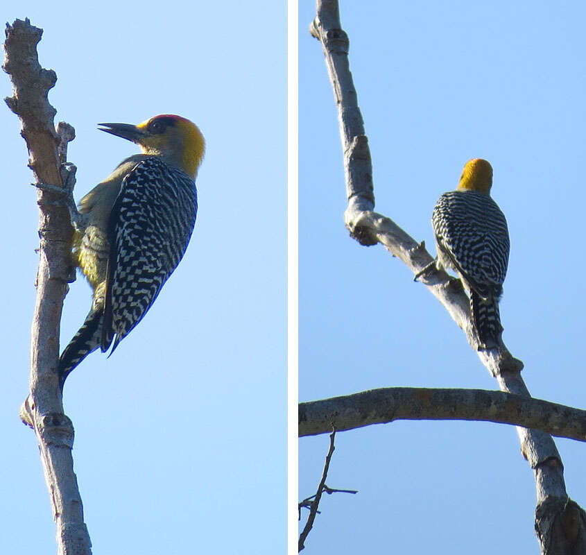 Image of Golden-cheeked Woodpecker