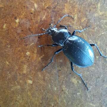 Image of Winstanley Ground Beetle