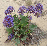 Imagem de Limonium californicum (Boiss.) Heller