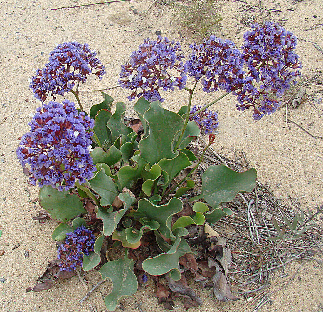 Imagem de Limonium californicum (Boiss.) Heller