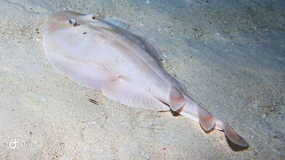 Image of Caribbean Electric Ray