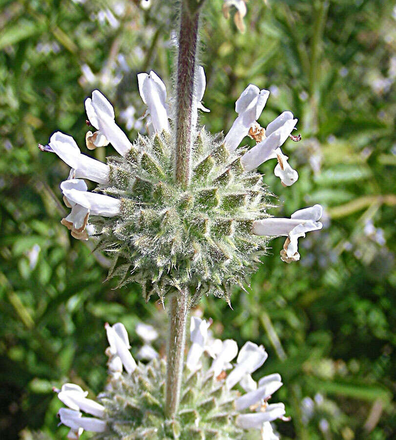 Image of black sage