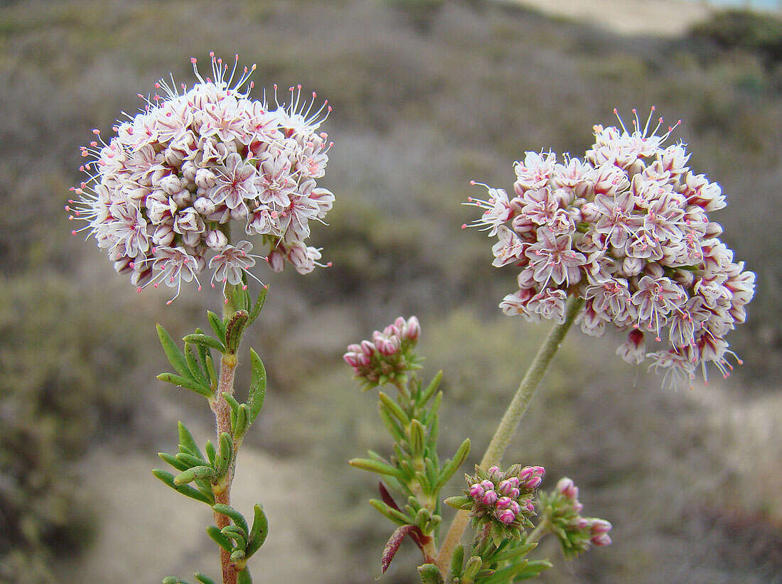 Imagem de Eriogonum fasciculatum Benth.