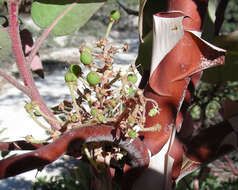 Arctostaphylos viscida Parry resmi