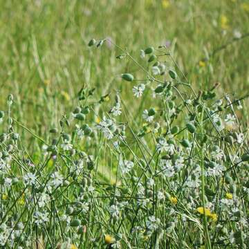 Image of Silene vulgaris subsp. vulgaris