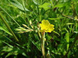 Слика од Oenothera perennis L.