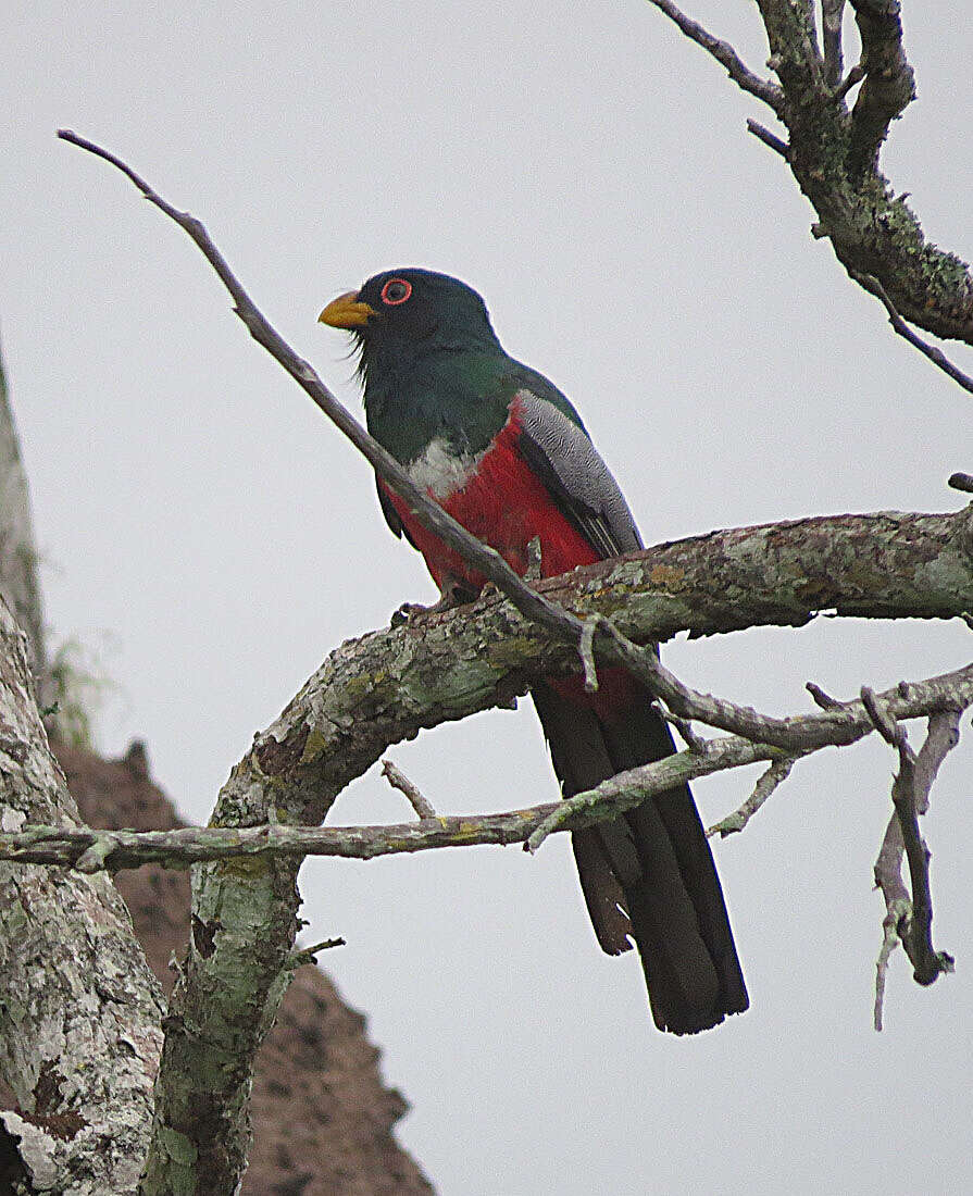 Image of Black-tailed Trogon