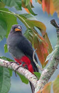 Image of Black-tailed Trogon