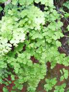 Image de Adiantum pseudotinctum Hieron.