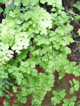 Adiantum pseudotinctum Hieron.的圖片