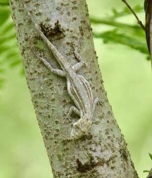 Anolis litoralis Garrido 1975 resmi