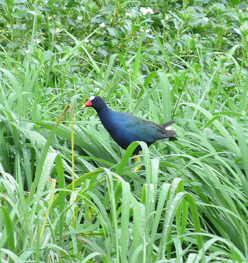 Image of American Purple Gallinule