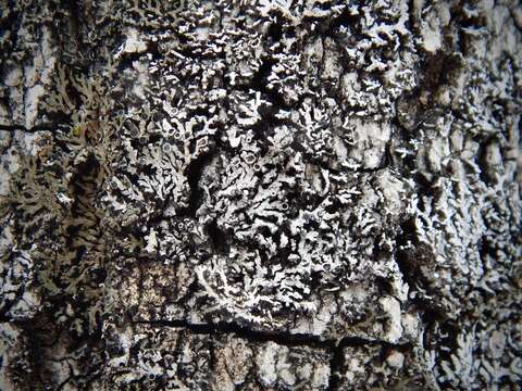 Image of frosted lichen