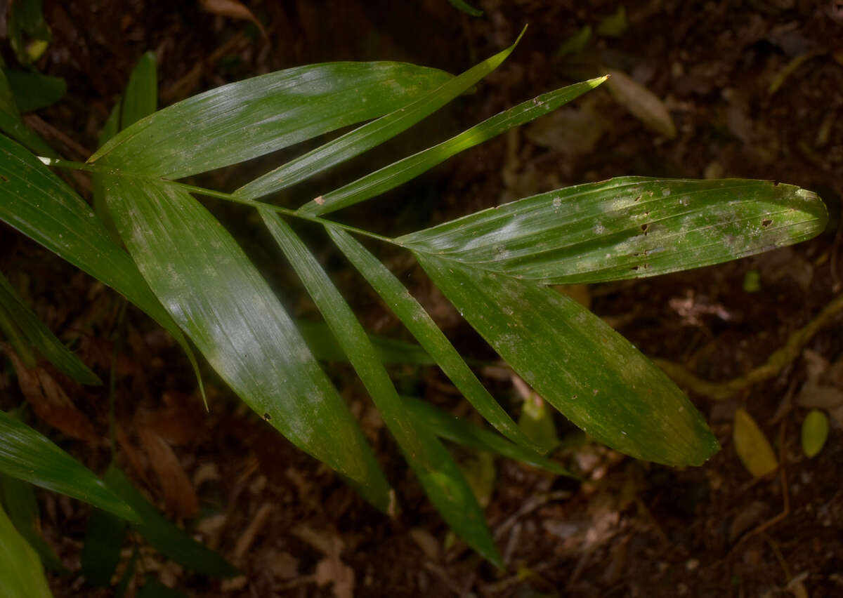 Image of Linospadix microcaryus (Domin) Burret