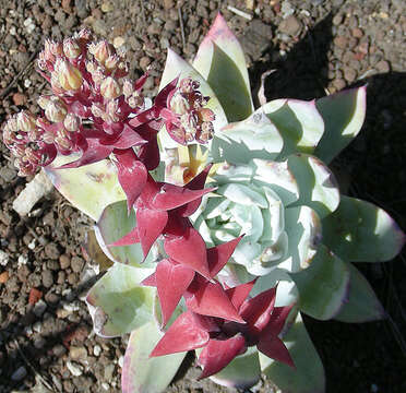 Image of Dudleya brittonii Johansen