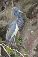 Image de Aigrette tricolore