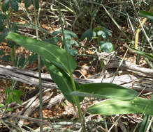 Sivun Maranta zingiberina L. Andersson kuva