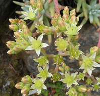 Image of Ladies' fingers